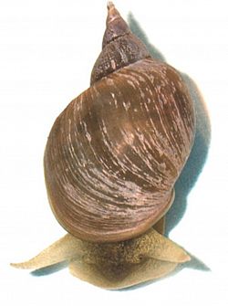 Freshwater snail (Lymnaea stagnalis)