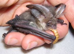 A Brown Long-Eared Bat eating a mealworm while being held on someone's fingers
