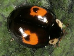 Conspicua morph ladybird