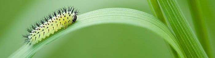 caterpillar on a blade of grass