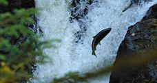 a leaping salmon