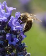 A honey bee on lavender