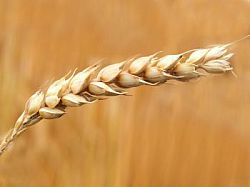 wheat crops