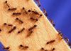 Some Ants