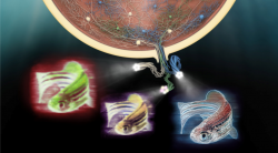 Icon for the Baden Lab