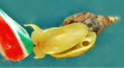 Icon for the G Kemenes Lab