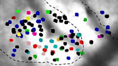 Icon for the Maravall Lab