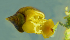 Icon for the I Kemenes Lab