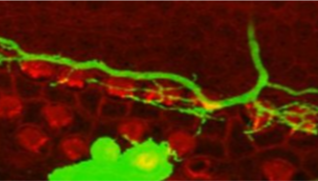 Icon for the Richardson Lab