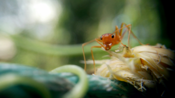 http://wwwstage.sussex.ac.uk/lifesci/ebe/research/behaviour