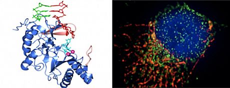 Icon for the Doherty Lab