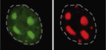 Picture of cells stained with different antibodies