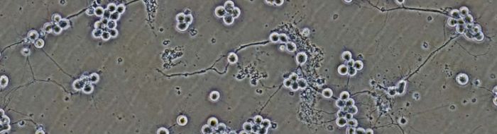 Students walking across campus