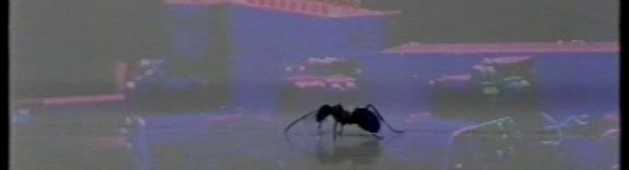 Students walking across campus