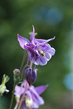 aquilegia