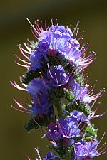 echium vulgare