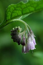 comfrey