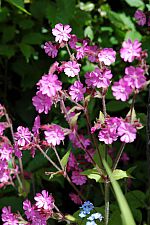 Red campion