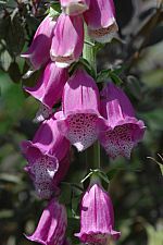 Foxglove