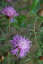 Knapweed