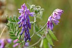 Tufted vetch