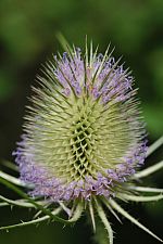 teasel