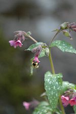 Pulmonaria