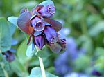 Cerinthe