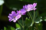 Geranium