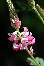 sainfoin