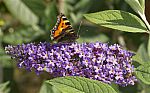 Buddleia