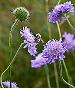 scabious2