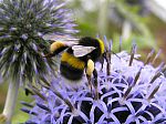 echinops