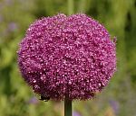 Allium