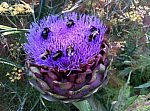 globe artichoke