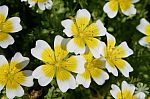 Poached egg plant