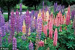 lupins