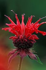 Monarda