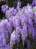 wisteria