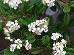 Cotoneaster