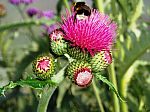 Cirsium rivulare