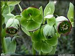 Helleborus foetidus