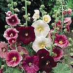 Hollyhock