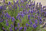 Hyssop