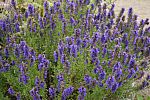 Hyssop