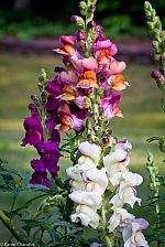 Snapdragon