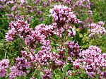 marjoram