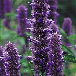 Agastache