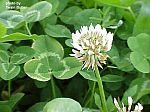 white clover