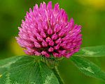 red clover